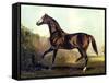 Horse Chromolithograph "Thoroughbred Sire Blair Athol," 1867-Piddix-Framed Stretched Canvas