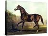 Horse Chromolithograph "Thoroughbred Sire Blair Athol," 1867-Piddix-Stretched Canvas