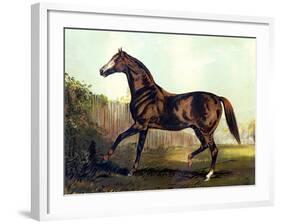 Horse Chromolithograph "Thoroughbred Sire Blair Athol," 1867-Piddix-Framed Art Print