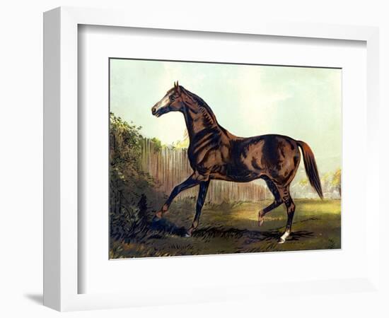 Horse Chromolithograph "Thoroughbred Sire Blair Athol," 1867-Piddix-Framed Art Print