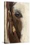 Horse close-up in winter, Kalispell, Montana.-Adam Jones-Stretched Canvas