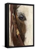 Horse close-up in winter, Kalispell, Montana.-Adam Jones-Framed Stretched Canvas