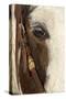 Horse close-up in winter, Kalispell, Montana.-Adam Jones-Stretched Canvas