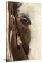 Horse close-up in winter, Kalispell, Montana.-Adam Jones-Stretched Canvas