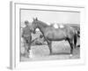 Horse "Comanche" the sole Survivor of the Custer Massacre Photograph - South Dakota-Lantern Press-Framed Art Print