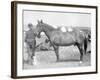 Horse "Comanche" the sole Survivor of the Custer Massacre Photograph - South Dakota-Lantern Press-Framed Art Print