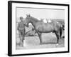 Horse "Comanche" the sole Survivor of the Custer Massacre Photograph - South Dakota-Lantern Press-Framed Art Print