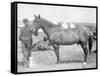 Horse "Comanche" the sole Survivor of the Custer Massacre Photograph - South Dakota-Lantern Press-Framed Stretched Canvas