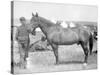Horse "Comanche" the sole Survivor of the Custer Massacre Photograph - South Dakota-Lantern Press-Stretched Canvas
