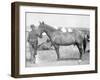 Horse "Comanche" the sole Survivor of the Custer Massacre Photograph - South Dakota-Lantern Press-Framed Art Print