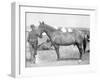 Horse "Comanche" the sole Survivor of the Custer Massacre Photograph - South Dakota-Lantern Press-Framed Art Print