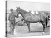 Horse "Comanche" the sole Survivor of the Custer Massacre Photograph - South Dakota-Lantern Press-Stretched Canvas