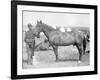 Horse "Comanche" the sole Survivor of the Custer Massacre Photograph - South Dakota-Lantern Press-Framed Art Print