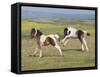 Horse, Dartmoor Pony, two foals, galloping on moorland-John Eveson-Framed Stretched Canvas