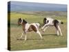 Horse, Dartmoor Pony, two foals, galloping on moorland-John Eveson-Stretched Canvas