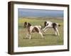 Horse, Dartmoor Pony, two foals, galloping on moorland-John Eveson-Framed Photographic Print