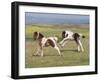 Horse, Dartmoor Pony, two foals, galloping on moorland-John Eveson-Framed Photographic Print