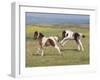 Horse, Dartmoor Pony, two foals, galloping on moorland-John Eveson-Framed Photographic Print