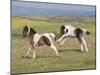 Horse, Dartmoor Pony, two foals, galloping on moorland-John Eveson-Mounted Photographic Print