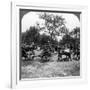 Horse-Drawn Artillery, World War I, 1914-1918-null-Framed Photographic Print