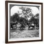 Horse-Drawn Artillery, World War I, 1914-1918-null-Framed Photographic Print