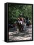 Horse Drawn Carriage in Central Park, Manhattan, New York, New York State, USA-Yadid Levy-Framed Stretched Canvas