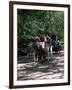 Horse Drawn Carriage in Central Park, Manhattan, New York, New York State, USA-Yadid Levy-Framed Photographic Print