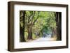 Horse-Drawn Carriage in Inwa, Myanmar-gnomeandi-Framed Photographic Print