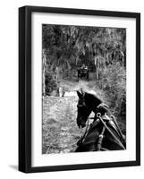 Horse-Drawn Carriages on Road Carrying Passengers to Deer Hunting Party-Alfred Eisenstaedt-Framed Photographic Print