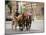 Horse Drawn Carriages, Weimar, Thuringen, Germany-Walter Bibikow-Mounted Photographic Print