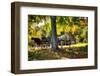 Horse-drawn Carrieage Under A Tree-George Oze-Framed Photographic Print