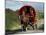 Horse-Drawn Gypsy Caravan, Dingle Peninsula, County Kerry, Munster, Eire (Republic of Ireland)-Roy Rainford-Mounted Photographic Print