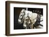 Horse-drawn stagecoach, Tombstone, Arizona, USA-Russ Bishop-Framed Photographic Print