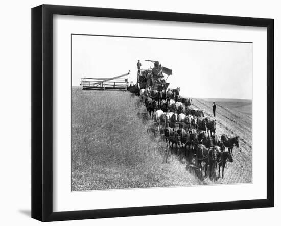 Horse-Drawn Team Wheat Farming-Asahel Curtis-Framed Giclee Print