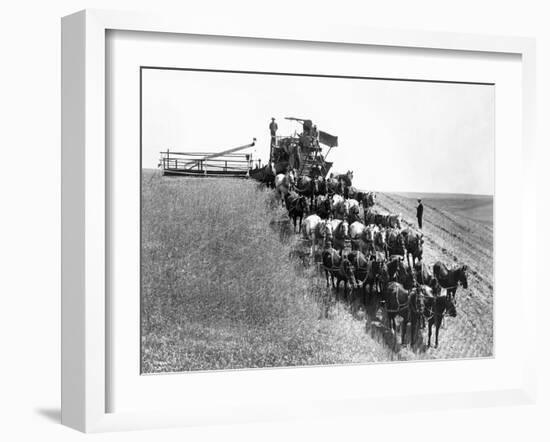 Horse-Drawn Team Wheat Farming-Asahel Curtis-Framed Giclee Print