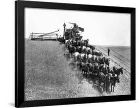 Horse-Drawn Team Wheat Farming-Asahel Curtis-Framed Giclee Print