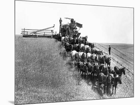 Horse-Drawn Team Wheat Farming-Asahel Curtis-Mounted Giclee Print