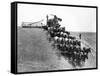 Horse-Drawn Team Wheat Farming-Asahel Curtis-Framed Stretched Canvas