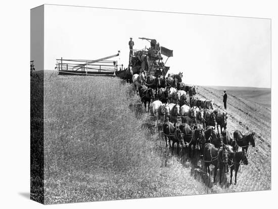 Horse-Drawn Team Wheat Farming-Asahel Curtis-Stretched Canvas