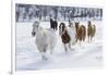 Horse drive in winter on Hideout Ranch, Shell, Wyoming. Herd of horses running in winters snow.-Darrell Gulin-Framed Photographic Print