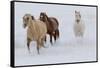 Horse drive in winter on Hideout Ranch, Shell, Wyoming. Herd of horses running in winters snow.-Darrell Gulin-Framed Stretched Canvas