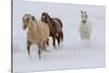 Horse drive in winter on Hideout Ranch, Shell, Wyoming. Herd of horses running in winters snow.-Darrell Gulin-Stretched Canvas