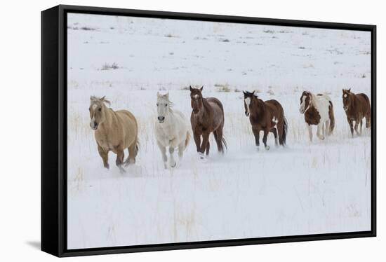 Horse drive in winter on Hideout Ranch, Shell, Wyoming. Herd of horses running in winters snow.-Darrell Gulin-Framed Stretched Canvas