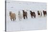 Horse drive in winter on Hideout Ranch, Shell, Wyoming. Herd of horses running in winters snow.-Darrell Gulin-Stretched Canvas