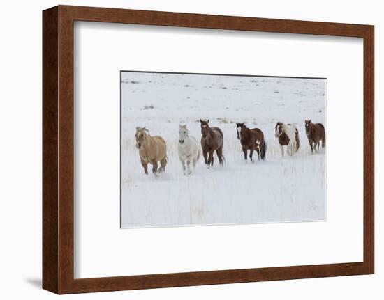 Horse drive in winter on Hideout Ranch, Shell, Wyoming. Herd of horses running in winters snow.-Darrell Gulin-Framed Photographic Print