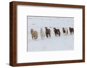 Horse drive in winter on Hideout Ranch, Shell, Wyoming. Herd of horses running in winters snow.-Darrell Gulin-Framed Photographic Print