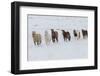 Horse drive in winter on Hideout Ranch, Shell, Wyoming. Herd of horses running in winters snow.-Darrell Gulin-Framed Photographic Print