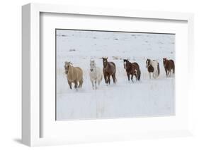 Horse drive in winter on Hideout Ranch, Shell, Wyoming. Herd of horses running in winters snow.-Darrell Gulin-Framed Photographic Print