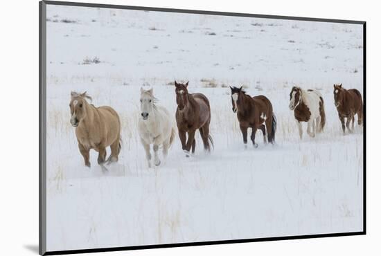 Horse drive in winter on Hideout Ranch, Shell, Wyoming. Herd of horses running in winters snow.-Darrell Gulin-Mounted Photographic Print