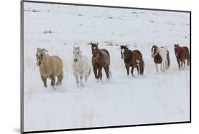 Horse drive in winter on Hideout Ranch, Shell, Wyoming. Herd of horses running in winters snow.-Darrell Gulin-Mounted Photographic Print